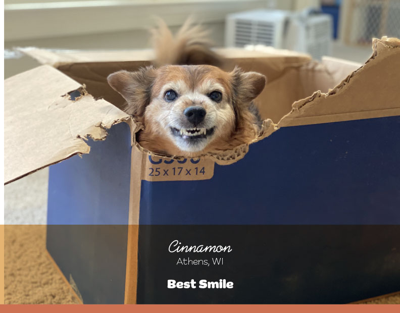1st Place Pet Photo Contest Winner